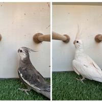 Calopsite pappagalli