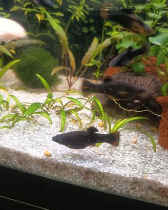 Black Molly