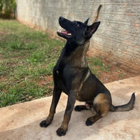 Pastore Belga Malinois