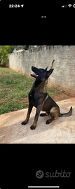 Pastore Belga Malinois