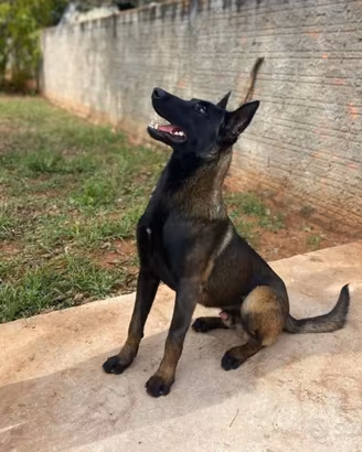 Pastore Belga Malinois