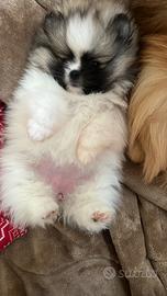 Pomerania femmina pedigree ENCI