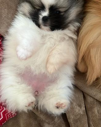 Pomerania femmina pedigree ENCI