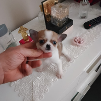 Chiwawa mini toy