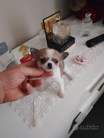 Chiwawa mini toy