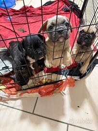 Cuccioli bulldog francese