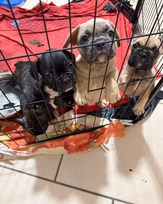 Cuccioli bulldog francese