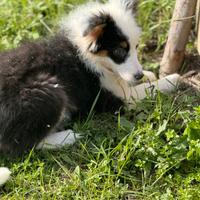 Pastore australiano con pedigree enci