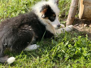 Pastore australiano con pedigree enci