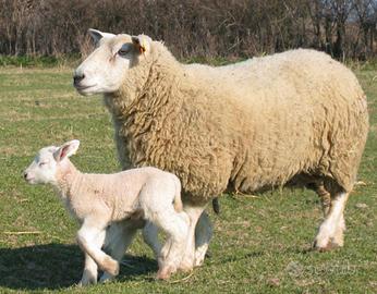 Pecore ile de france