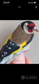 Uccelli