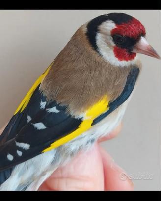 Uccelli