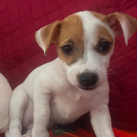 Dolcissima cucciola di Jack russell