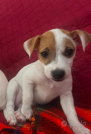 Dolcissima cucciola di Jack russell