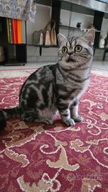 British Shorthair con pedigree 