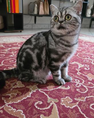 British Shorthair con pedigree 