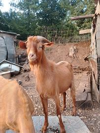 Caprone maschio