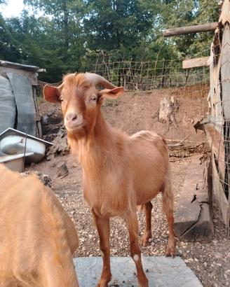 Caprone maschio