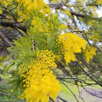Mimosa