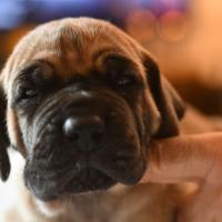 Alano Fulvo cuccioli femmine