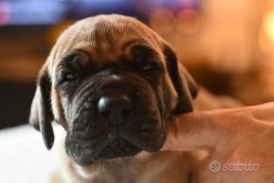 Alano Fulvo cuccioli femmine