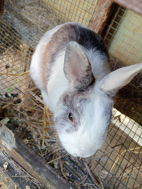 Coniglietto nano