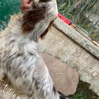 Cane Setter inglese