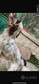 Cane Setter inglese