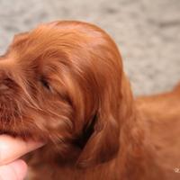 Cuccioli Setter Irlandese