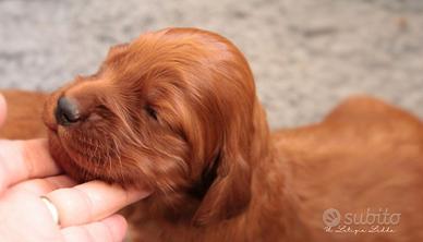 Cuccioli Setter Irlandese