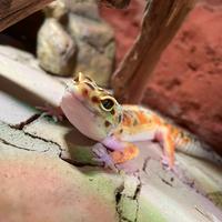 Geco leopardino con teca