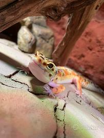 Geco leopardino con teca