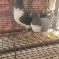 Colombi spanioli e altre razze disponibili