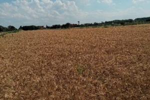Terreno agricolo