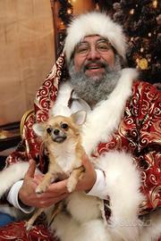 Chihuahua femmina a pelo lungo