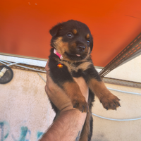 Cucciola di rottweiler