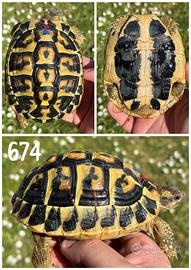 Maschio Testudo hermanni hermanni tartaruga terra