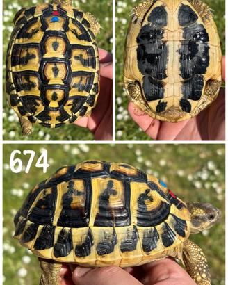 Maschio Testudo hermanni hermanni tartaruga terra