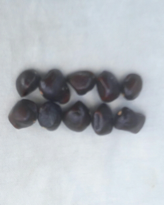 Semi di tamarindo
