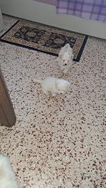 Cani maltesi