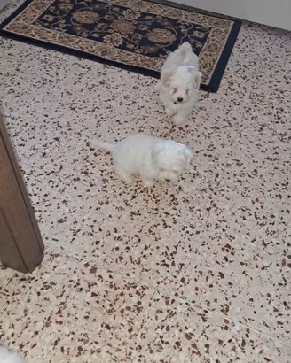 Cani maltesi
