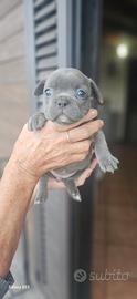 Bulldog francese
