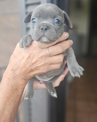 Bulldog francese