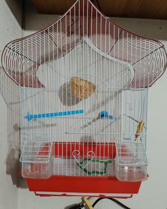 Gabbia con accessori 