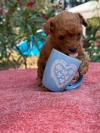 Cucciola Femmina Barboncina Red Tea Cup Mini Toy