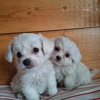 Cuccioli di Maltese Toy