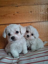Cuccioli di Maltese Toy