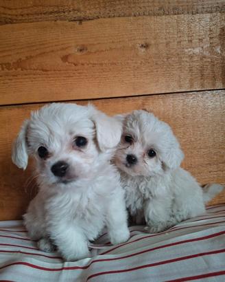 Cuccioli di Maltese Toy