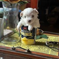 Cucciolo di Maltese toy