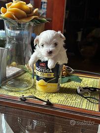 Cucciolo di Maltese toy